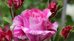 LE PRINTEMPS DES CONSOMMATEURS