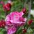 LE PRINTEMPS DES CONSOMMATEURS